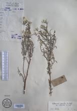 皺緣纖枝香青 皺緣纖枝香青