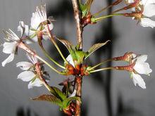 雪落櫻花、果形態