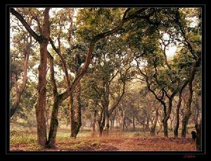 瀘州張壩桂圓林