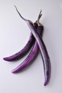 長茄1號 長茄1號