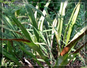 南燭(原變種) 南燭(原變種)