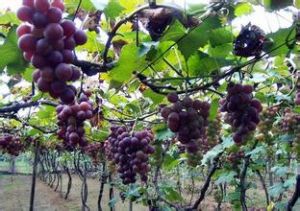 寶石解百納 寶石解百納