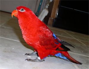 紅色吸蜜鸚鵡