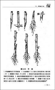 林木嫁接技術圖解