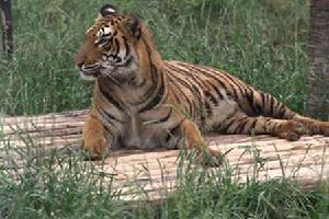 重慶野生動物世界