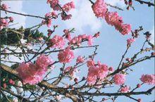 北京西山占斷春光惟此花