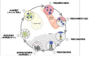 圖1. 癌症免疫循環，改編自Oncology Meets Immunology : The Cancer-Immunity Cycle。