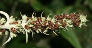 灰褐蒴長蝽 灰褐蒴長蝽