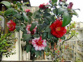 五鶴捧球 五鶴捧球