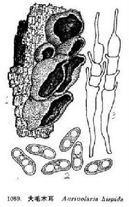 大毛木耳 大毛木耳