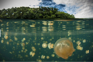 無毒水母湖 無毒水母湖