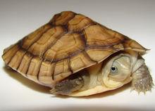 石板龜(圖1)