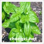 細葉羅勒 細葉羅勒