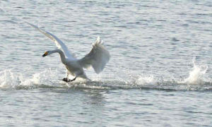泰安天鵝湖風景區 泰安天鵝湖風景區
