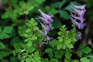珠芽尖距紫堇 珠芽尖距紫堇