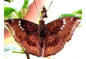 矛翠蛺蝶 矛翠蛺蝶