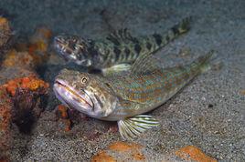 紅花斑狗母魚 紅花斑狗母魚