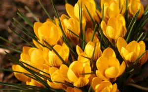 黃番紅花 黃番紅花