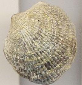 無洞貝屬 無洞貝屬