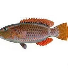 籃豬齒魚 籃豬齒魚