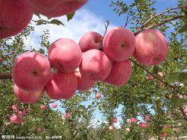 昌紅蘋果 昌紅蘋果