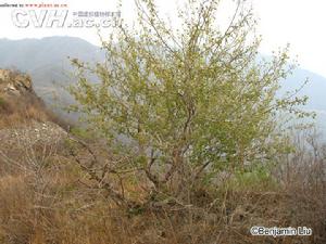 馬里埃爾共和國