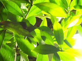 小樹的夏天 小樹的夏天