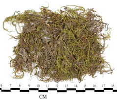 卷柏蘚屬 卷柏蘚屬