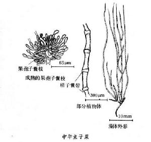 魚子菜屬 魚子菜屬