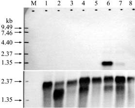 northern雜交的實驗結果