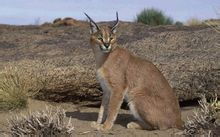 卡拉卡爾獰貓 卡拉卡爾獰貓