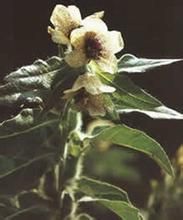 唐古特茛菪 唐古特茛菪