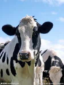 弗里斯奶牛 弗里斯奶牛