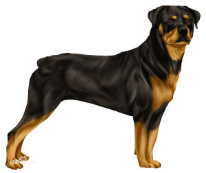 洛特威勒犬 洛特威勒犬