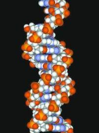 遺傳DNA