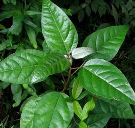 銀葉巴豆(原變型) 銀葉巴豆(原變型)