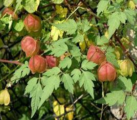 白花燈籠 白花燈籠