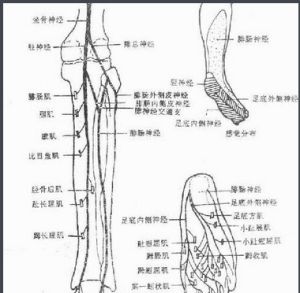 脛神經 脛神經