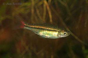 短鰭虹燈魚