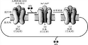 門控離子通道 門控離子通道