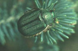 中華彩麗金龜 中華彩麗金龜