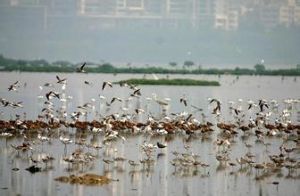 米埔野生動物保護區