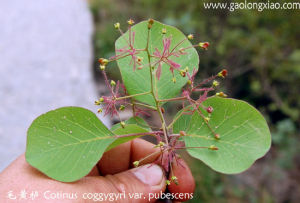 毛黃櫨(變種) 毛黃櫨(變種)