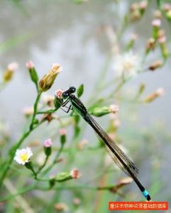 褐斑異痣蟌 褐斑異痣蟌