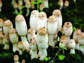 穀殼生料袋栽雞腿菇 穀殼生料袋栽雞腿菇