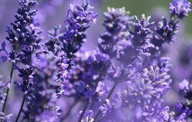 驅蚊植物 驅蚊植物