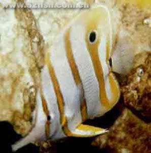 三間火箭蝶 三間火箭蝶