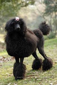 標準貴賓犬 標準貴賓犬