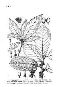 蜂窩木姜子 蜂窩木姜子