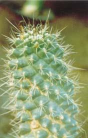 長刺白龍 長刺白龍